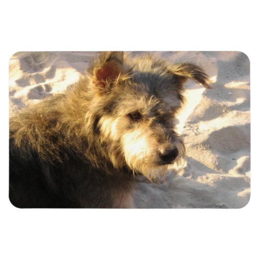 Thai Beach Dog Magneet (Horizontaal)