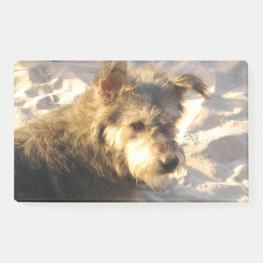 Thai Beach Dog Post-it® Notes (Voorkant)