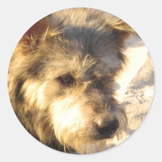 Thai Beach Dog Ronde Sticker (Voorkant)