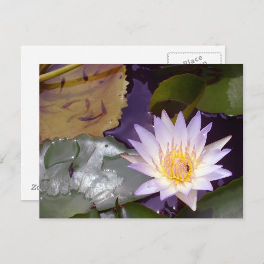Thai Lotus, bij en vis Briefkaart (Voorkant / Achterkant)