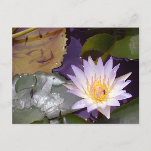Thai Lotus, bij en vis Briefkaart (Voorkant)