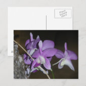 Thai Orchid Briefkaart (Voorkant / Achterkant)