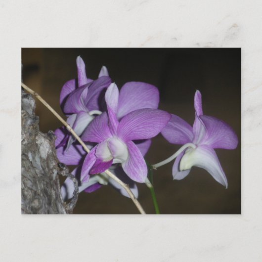 Thai Orchid Briefkaart (Voorkant)