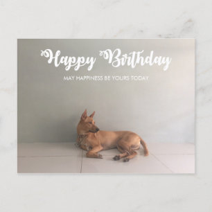Thai Ridgeback Dog Happy Birthday Briefkaart