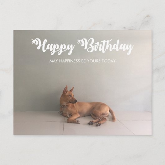 Thai Ridgeback Dog Happy Birthday Briefkaart (Voorkant)