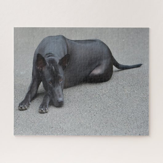 Thai Ridgeback Dogs Jigsaws. Legpuzzel (Horizontaal)