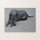 Thai Ridgeback Dogs Jigsaws. Legpuzzel (Horizontaal)