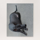 Thai Ridgeback Honden Legpuzzels. Legpuzzel (Verticaal)