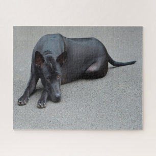 Thai Ridgeback Honden Legpuzzels. Legpuzzel