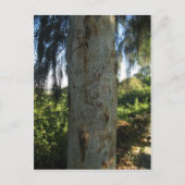 Thai Tree Graffiti Briefkaart (Voorkant)