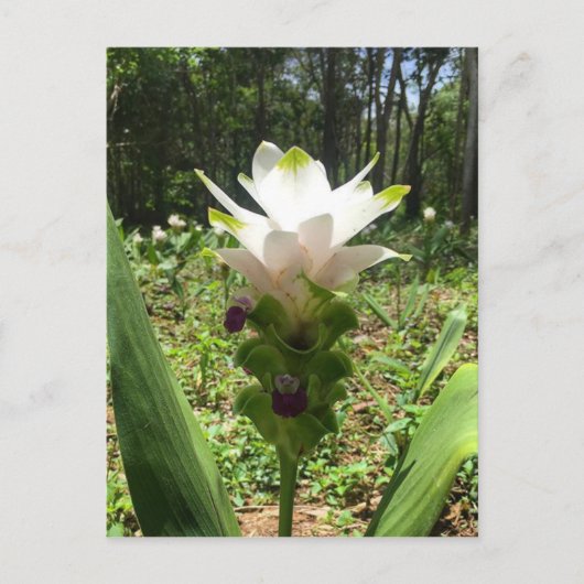 Thai Tulips, bloemen uit Thailand Briefkaart (Voorkant)