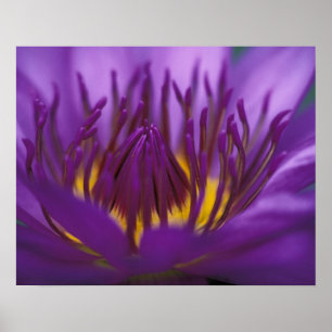 Thailand, Bangkok, Paarse en gele lotus 2 Poster