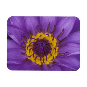 Thailand, Bangkok, Paarse en gele lotus Magneet
