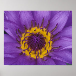 Thailand, Bangkok, Paarse en gele lotus Poster