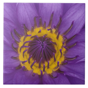 Thailand, Bangkok, Paarse en gele lotus Tegeltje