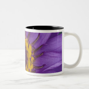 Thailand, Bangkok, Paarse en gele lotus Tweekleurige Koffiemok