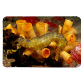 Thailand, close-up Seahorse Magneet (Horizontaal)