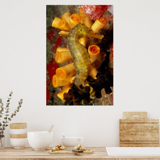 Thailand, close-up Seahorse Poster (Keuken)