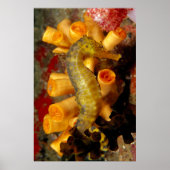 Thailand, close-up Seahorse Poster (Voorkant)
