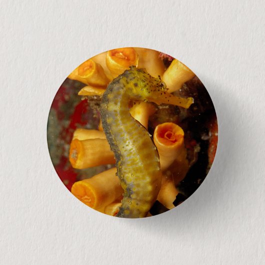 Thailand, Close-Up Zeepaardje Ronde Button 3,2 Cm (Voorkant)
