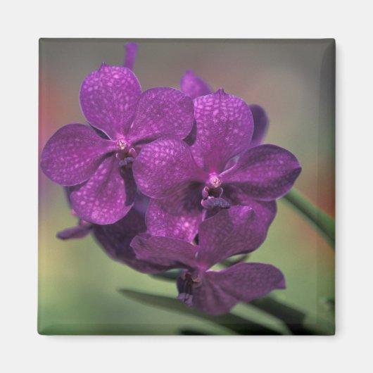 Thailand, Noord-Thailand, bij Chang Mai, Mae Magneet (Voorkant)