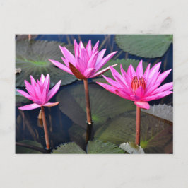 Thailand - Sukhothai lotus Feestdagenkaart