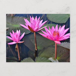 Thailand - Sukhothai lotus Feestdagenkaart