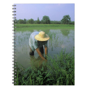Thailand, Sukhothai. Rijstboer. HR. Notitieboek