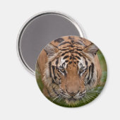 Thailand Tijger Koelkast Magneet (Voorkant / Achterkant)