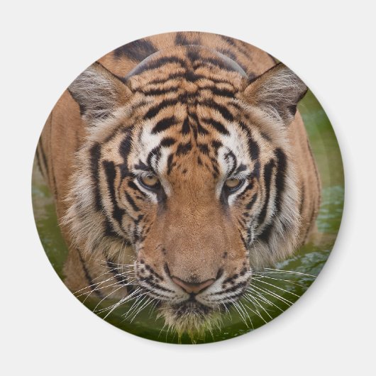 Thailand Tijger Koelkast Magneet (Voorkant)