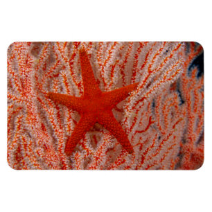 Thailand, Zee Star Aka Starfish Magneet