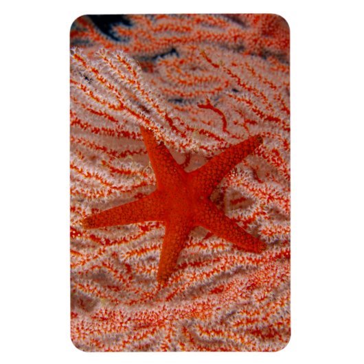 Thailand, Zee Star Aka Starfish Magneet (Verticaal)