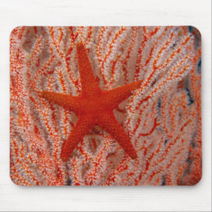 Thailand, Zee Star Aka Starfish Muismat
