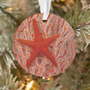 Thailand, Zee Star Aka Starfish Ornament