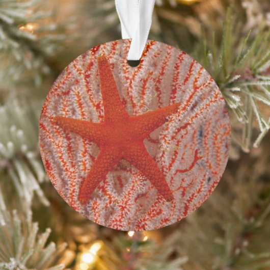 Thailand, Zee Star Aka Starfish Ornament (Boom)