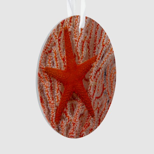 Thailand, Zee Star Aka Starfish Ornament (voorkant)