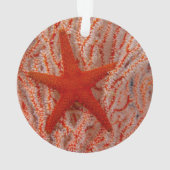 Thailand, Zee Star Aka Starfish Ornament (achterkant)