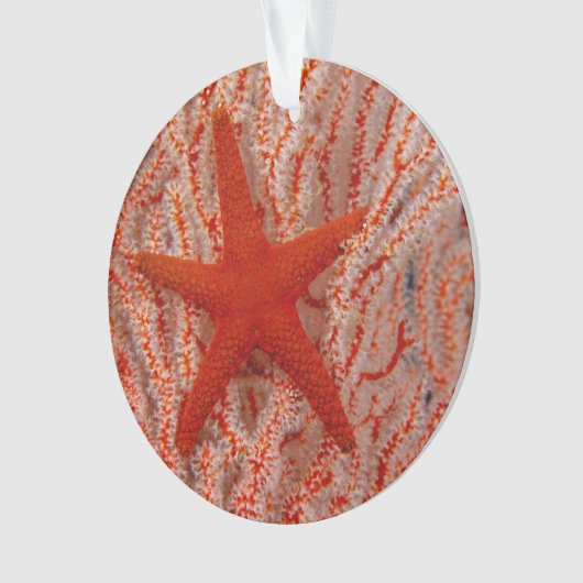 Thailand, Zee Star Aka Starfish Ornament (voorkant)