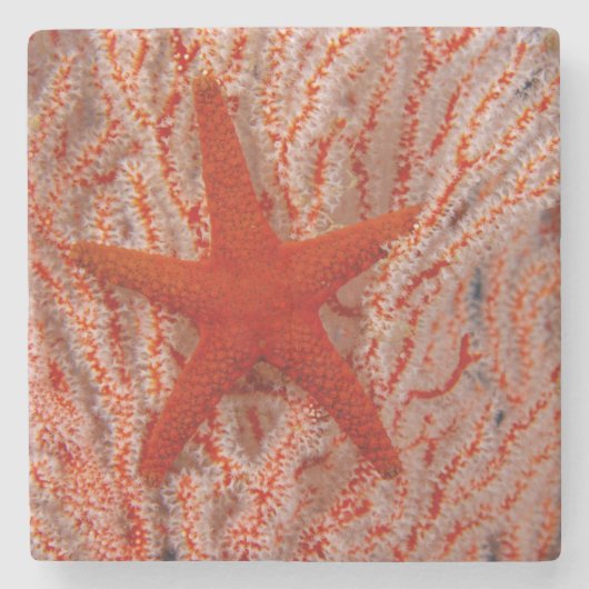 Thailand, Zee Star Aka Starfish Stenen Onderzetter (Voorkant)