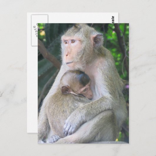 Thaise aap moeder en kind Hug Briefkaart (Voorkant / Achterkant)