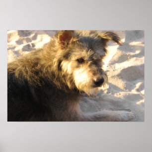 Thaise Strandhond Poster