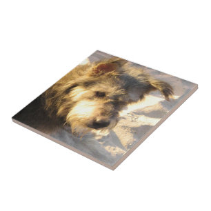 Thaise Strandhond Tegeltje