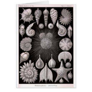 THALAMOPHORA Kammerlinge Protozoa