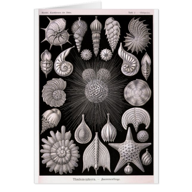 THALAMOPHORA Kammerlinge Protozoa (Voorkant)