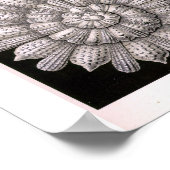 THALAMOPHORA Kammerlinge Protozoa Poster (Hoek)