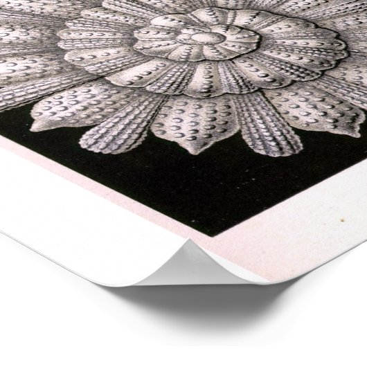 THALAMOPHORA Kammerlinge Protozoa Poster (Hoek)