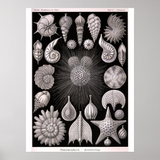 THALAMOPHORA Kammerlinge Protozoa Poster (Voorkant)