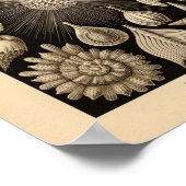 Thalamophora-kleur Ernst Haeckel afdrukken Poster (Hoek)