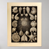  Thalamophora-kleur Ernst Haeckel afdrukken Poster (Voorkant)