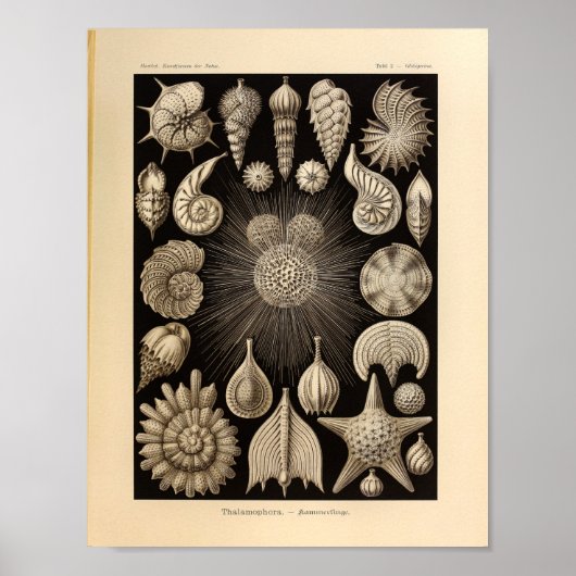Thalamophora-kleur Ernst Haeckel afdrukken Poster (Voorkant)